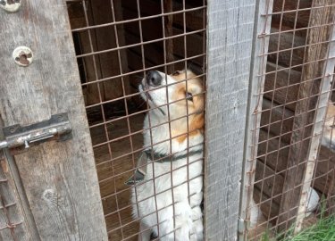 Помогать животным - наша традиция
